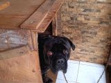 Cane Corsa