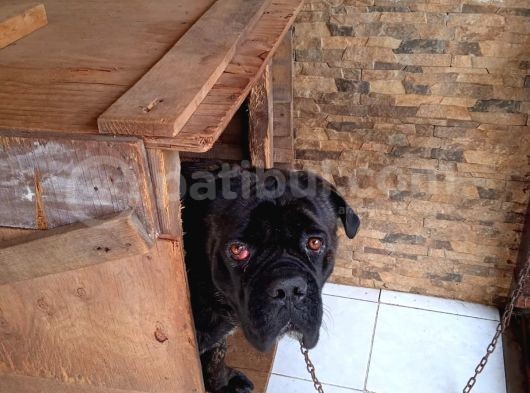 Cane Corsa görsel
