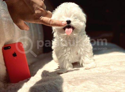 Kar Beyaz Maltese Mini Boy Yavrular görsel