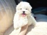 Kar Beyaz Maltese Mini Boy Yavrular