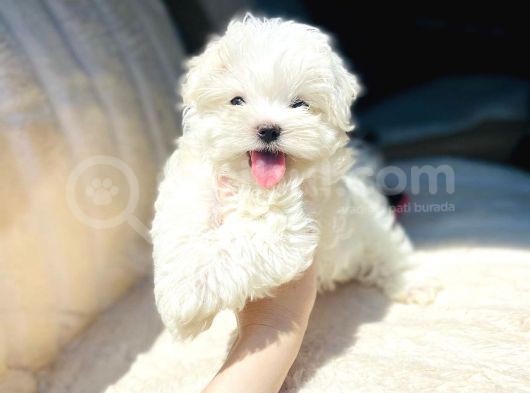 Kar Beyaz Maltese Mini Boy Yavrular görsel