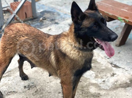 Belçika Kurdu Malinois Yavrularimiz 3 Günlük