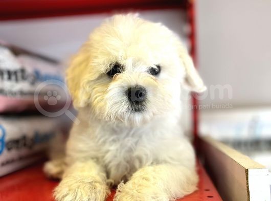 Vecihiden Kar Topu Maltese görsel
