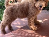 Dev Poodle Red Yavrumuz Muhteşem Yüz Yapısı
