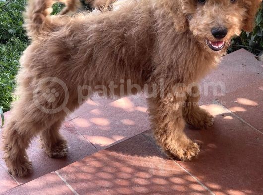 Dev Poodle Red Yavrumuz Muhteşem Yüz Yapısı görsel