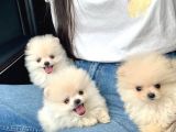 Safkan Pomeranian Boo Yavrularımız