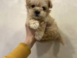 Dizayn Irk Sevimli Maltipoo Yavrular