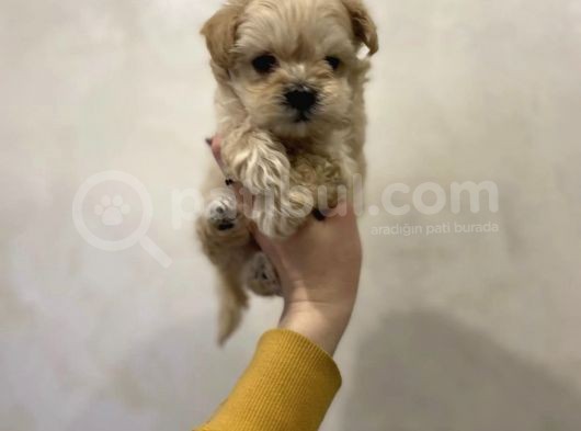 Dizayn Irk Sevimli Maltipoo Yavrular