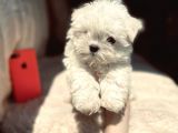 Kar Beyaz Maltese Mini Boy Yavrular