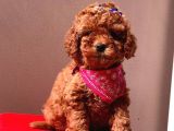 Safkan Toy Poodle Yavrularımız