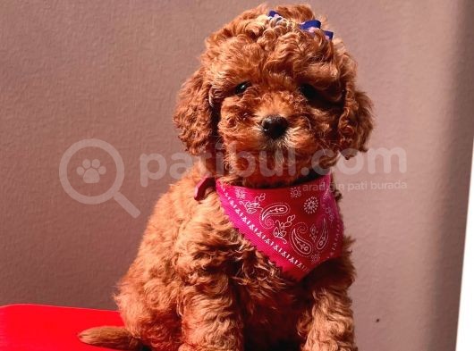 Safkan Toy Poodle Yavrularımız görsel