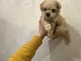 Dizayn Irk Sevimli Maltipoo Yavrular