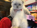 Vecihiden Safkan Scottish Fold Bebekler
