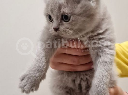 İnsan Canlısı British Shorthair Yavrular görsel