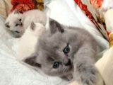 Kayseri'Den Çok Sevimli British Shorthair Yavrular 