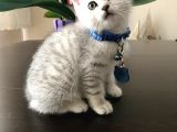 Safkan British Shorthair Bebekler