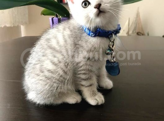 Safkan British Shorthair Bebekler görsel