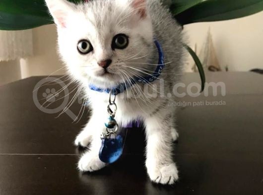 Safkan British Shorthair Bebekler görsel