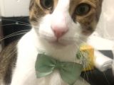 Kadikoy Hasanpaşa'da Kedi̇m Kayboldu