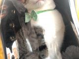 Kadikoy Hasanpaşa'Da Kedi̇m Kayboldu
