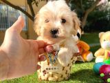 Maltipoo Dizayn Irk Sevimli Yavrular