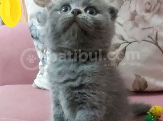 Scottish Fold görsel