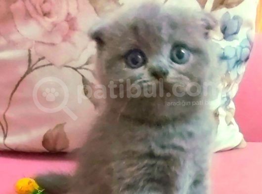 Scottish Fold görsel