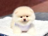 Pomeranian Boo Teddy Face Erkek Yavrumuz