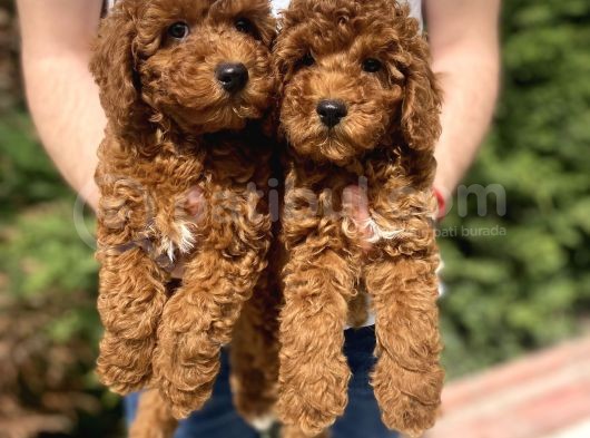 Red Brown Toy Poodle Koyu Renk