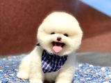 Pomeranian Boo Teddy Face Erkek Yavrumuz