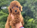 Red Brown Toy Poodle Koyu Renk