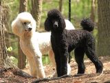 Dev Boy Standart Poodle Bebekler