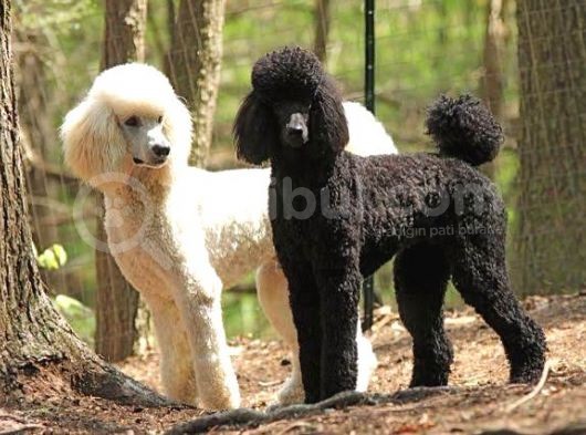 Dev Boy Standart Poodle Bebekler görsel