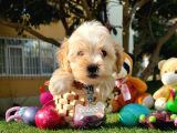 Maltipoo Dizayn Irk Sevimli Yavrular