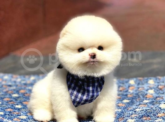 Pomeranian Boo Teddy Face Erkek Yavrumuz