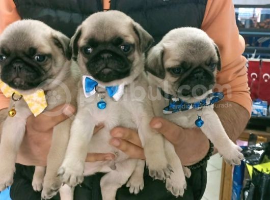 Pug Mops Kusursuz Anatomi görsel
