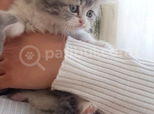 Scootish Fold Uzun Tüylü Erkek Yavru 2 Aylık görsel