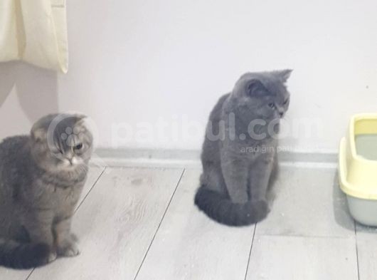 Scootish Fold Uzun Tüylü Erkek Yavru 2 Aylık görsel