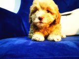 Küçük Maltipoo Kızım