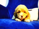 Küçük Maltipoo Kızım