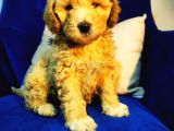 Orjinal Maltipoo Bebeğim