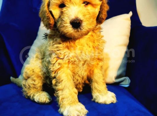 Orjinal Maltipoo Bebeğim görsel