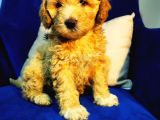 Orjinal Maltipoo Bebeğim