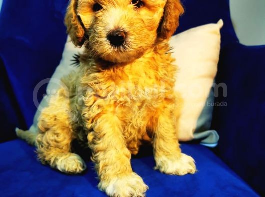 Orjinal Maltipoo Bebeğim görsel