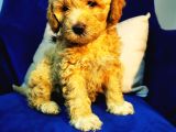 Orjinal Maltipoo Bebeğim