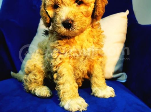 Orjinal Maltipoo Bebeğim görsel