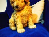 Orjinal Maltipoo Bebeğim