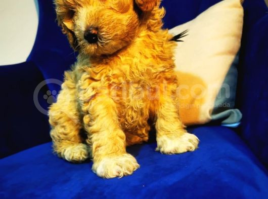 Orjinal Maltipoo Bebeğim görsel
