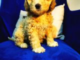 Orjinal Maltipoo Bebeğim