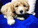 F1 Maltipoo Bebeklerim